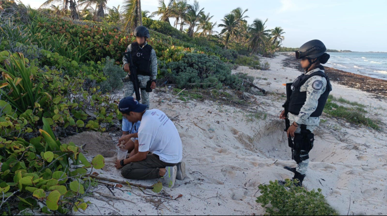 Guardia Nacional recupera huevos de tortuga que pretendían ser robados por un hombre en Tulum 