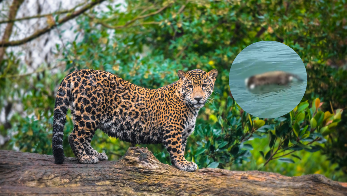 Encuentran a jaguar sin cabeza flotando en el mar de Ciudad del Carmen