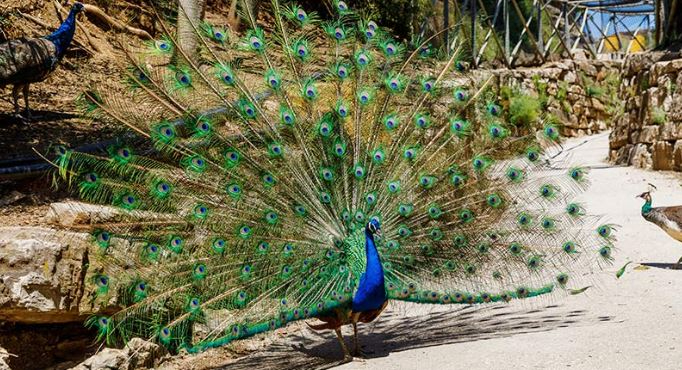 Captan pavo real deambulando en Chiná