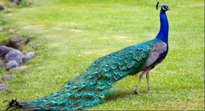 El pavo real forma parte de los animales que pueden vivir en cautiverio