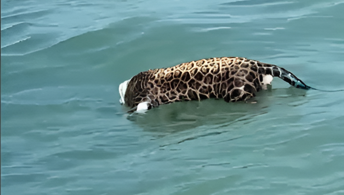 Un jaguar decapitado fue encontrado en aguas del municipio del Carmen.