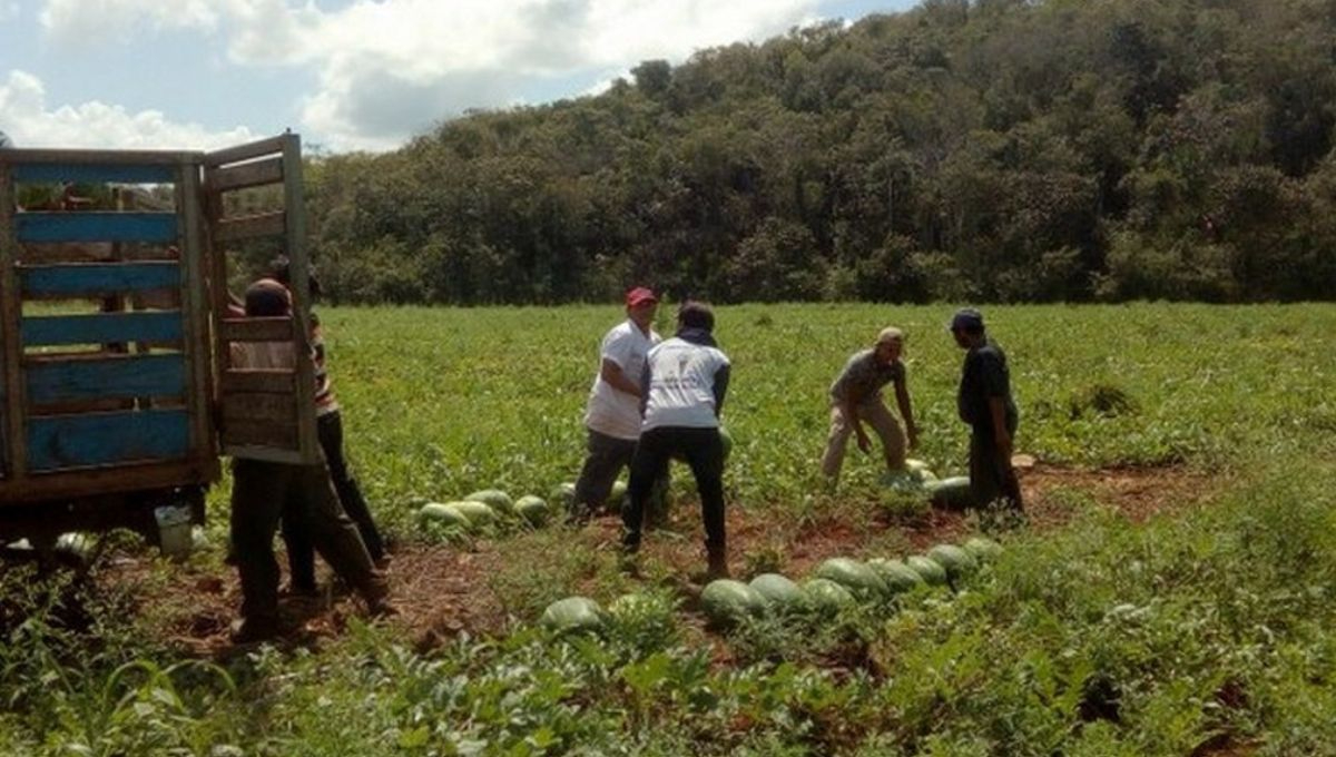 Anuncian creación de centro de acopio para productores en La Candelaria, José María Morelos