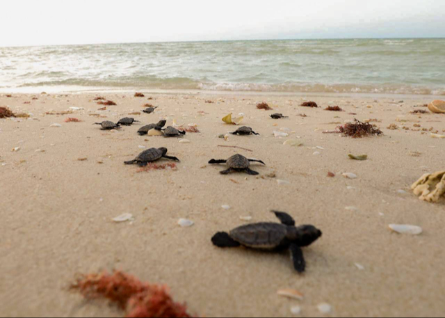 Prevén la liberación de más de 90 mil tortugas en la costa de Yucatán