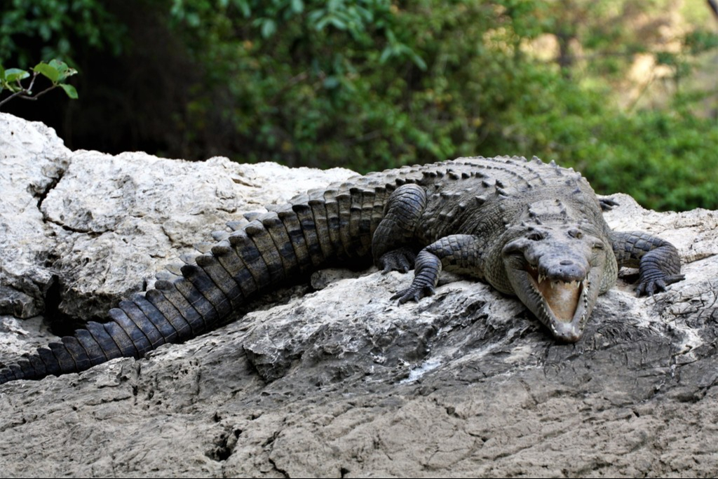 Las lluvias son ideales para estos reptiles que habitan los humedales; Proteccion Civil pide tener cuidado