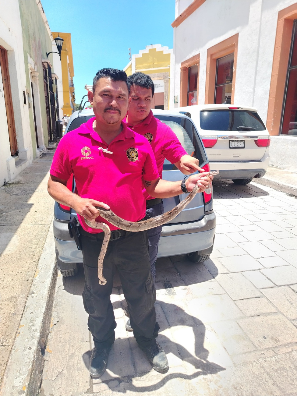 Bomberos capturaron una serpiente oxcán de 2 metros en el Centro Histórico de Campeche.