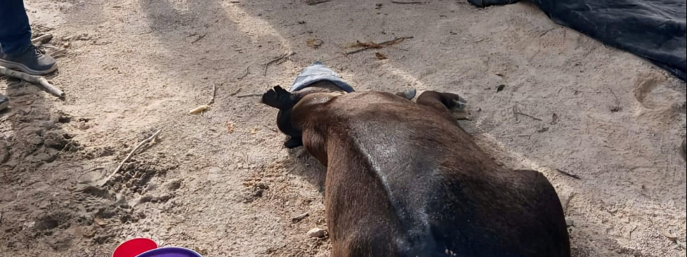 El tapir fue encontrado herido el 9 de agosto y asistido por un equipo multidisciplinario.