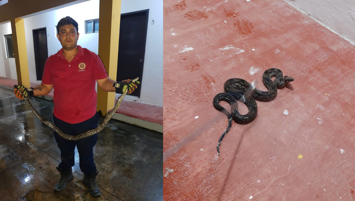 Serpiente Oxcán de aproximadamente 1.5m en el interior de un domicilio de la calle Belisario Domínguez.