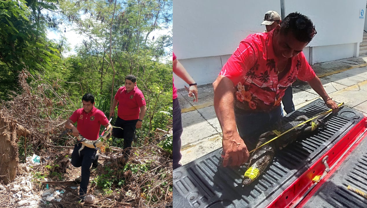 Un cocodrilo de 1.12 metros fue capturado en la colonia Palmas 3 y entregado a Profepa.