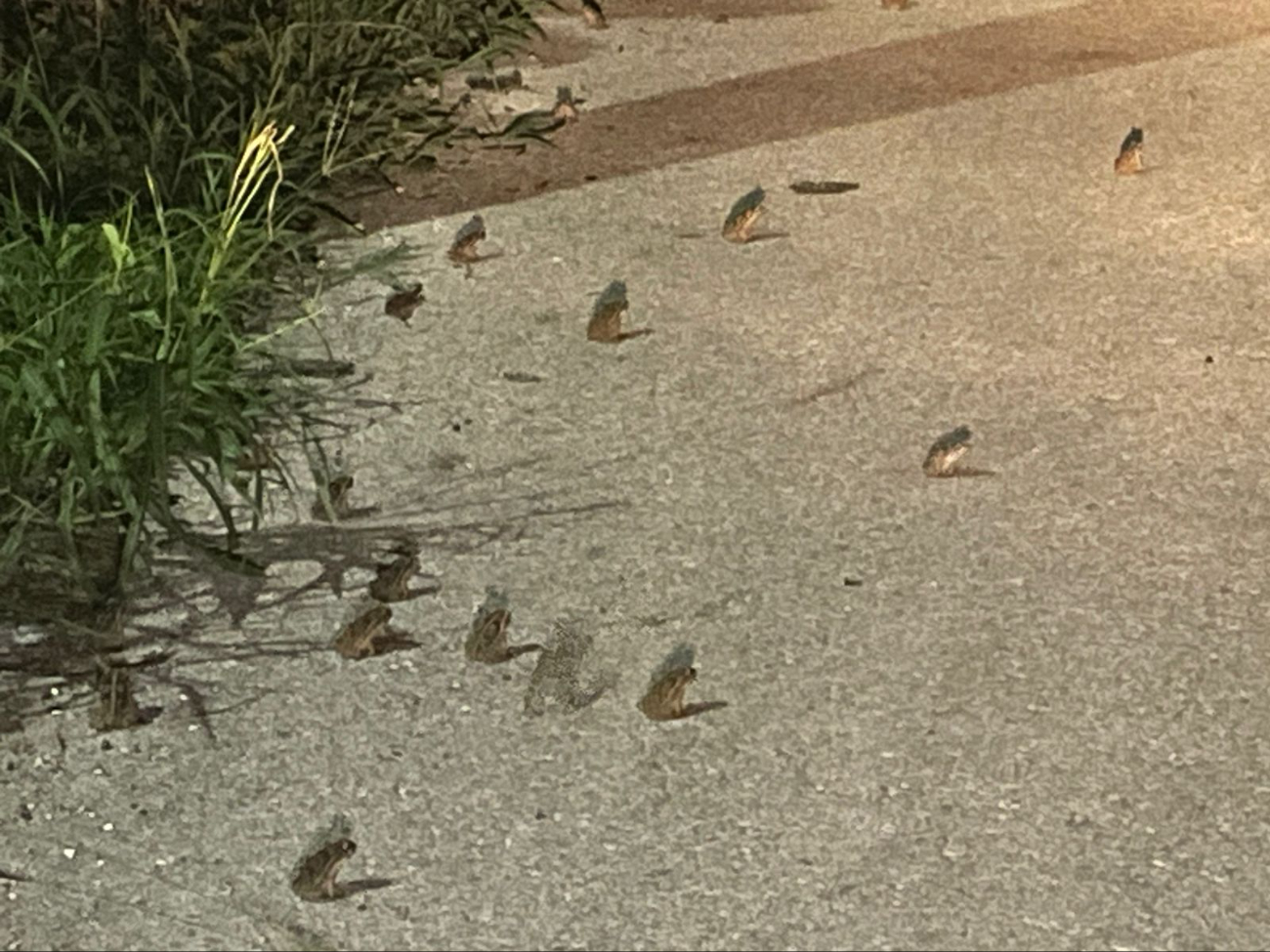 Las ranas permanecen en las calles de Sinanché