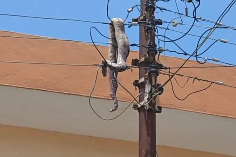 La boa permaneció colgada en el poste de electricidad