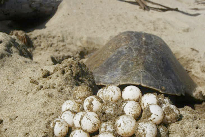 En Campeche, más de 4 mil nidos de tortuga se salvan sin apoyo 