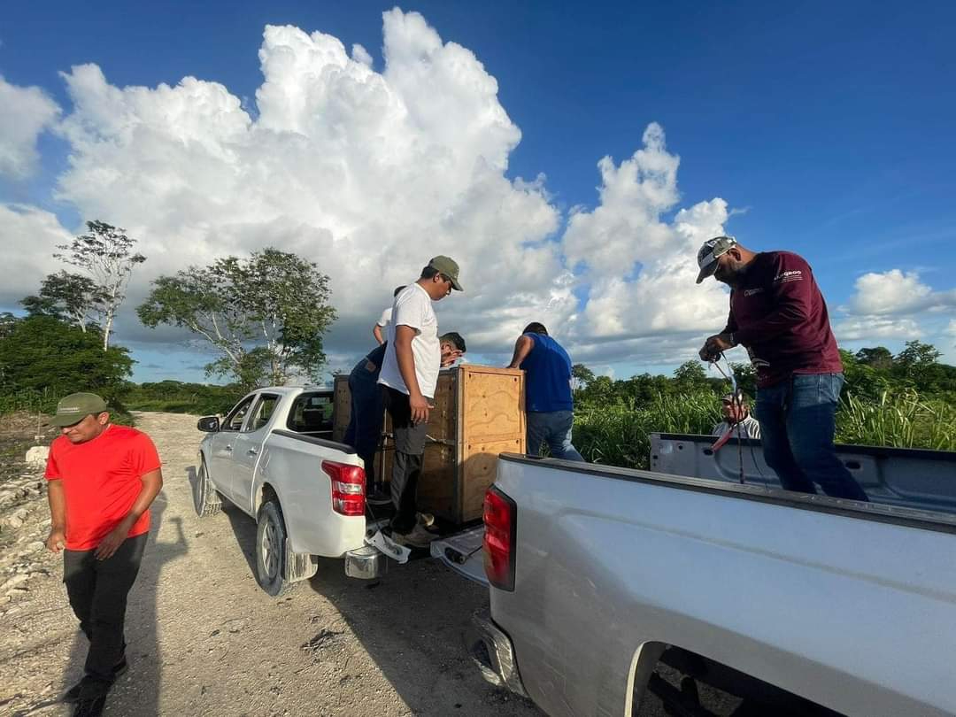 Reubicaron al ejemplar en la Zona Núcleo de la Biosfera de Calakmul.