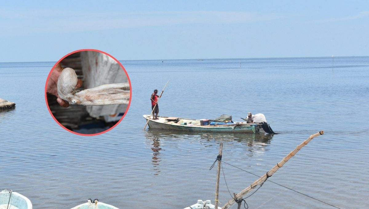 Francisco García Manilla, representante de Sader en Campeche, urge a los pescadores a respetar las tallas permitidas para la pesca del pulpo maya.