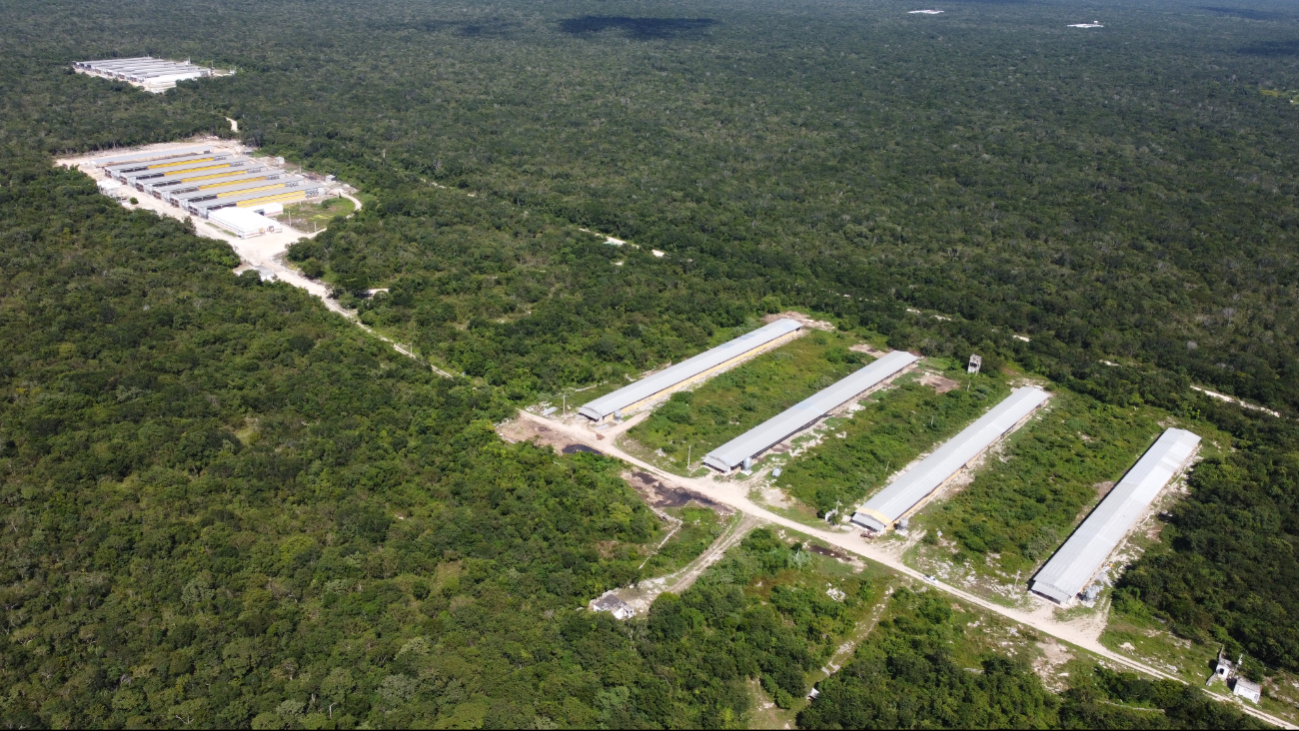 Greenpeace subraya la necesidad de proteger la biodiversidad para hacer frente a la crisis climática