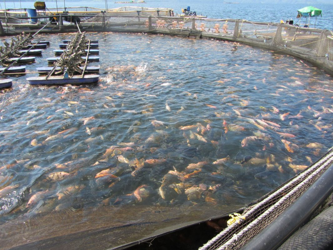 Mueren cerca de 150 mojarras en Sabancuy  