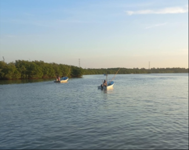 Arranca la temporada de pulpo en Ciudad del Carmen  con buena racha