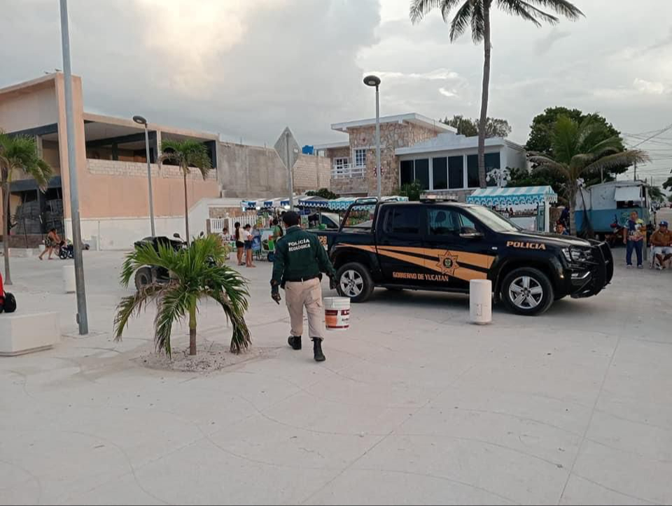 La Policía Ecológica rescató a las tortugas marinas