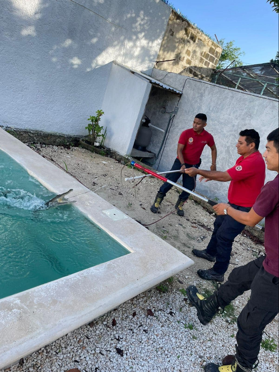 Las autoridades instan a la población a no intentar capturar animales silvestres y a llamar al 9-1-1 en caso de avistamientos.