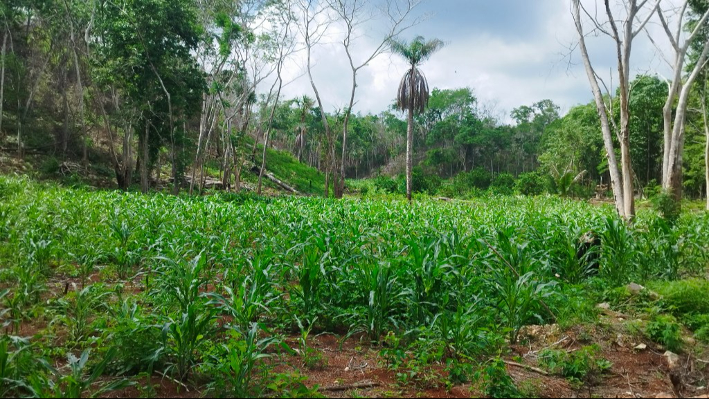 MIlpas en José María Morelos