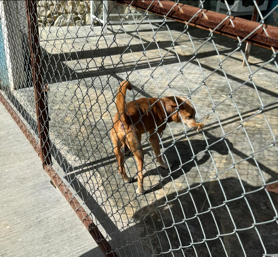 Se busca un nuevo hogar para el perro debido a la insistencia de la familia en mantenerlo en condiciones inadecuadas.