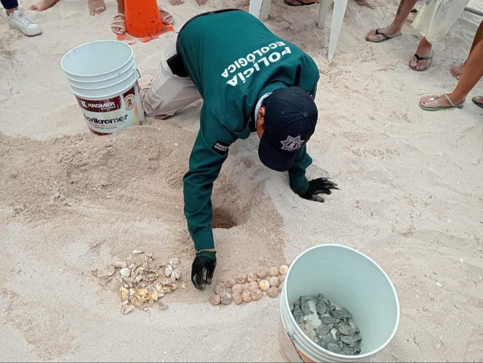 Tortugas marinas eclosionan en la costa de Progreso