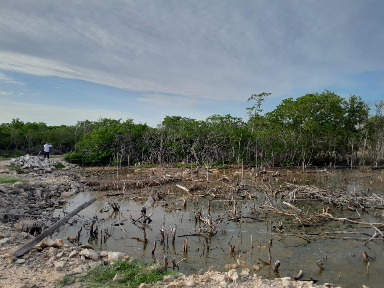 Profepa clausura varias zonas de San Felipe por el relleno de humedales y destrucción del manglar