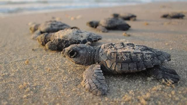 La erosión de la costa afecta la anidación de la tortuga marina, propiciando atropellamientos y ataques de animales