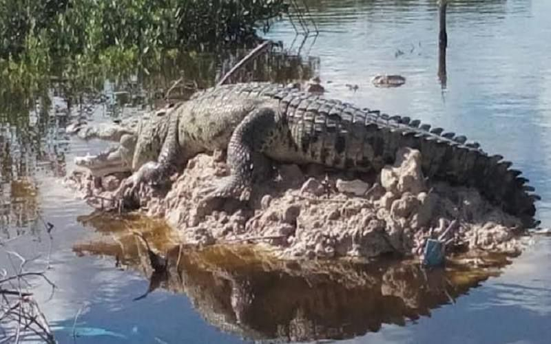 El cocodrilo era conocido habitante de la ciénega de Progreso