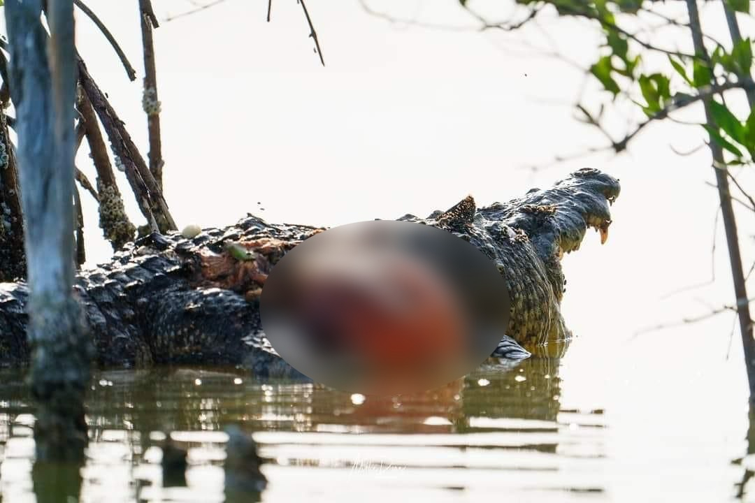 Matan a balazos a un cocodrilo en la ciénega de Progreso