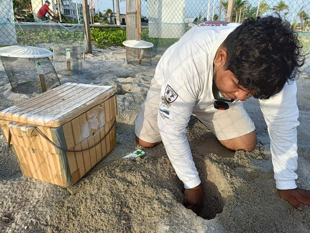 Grupo de ecologistas lleva 23 nidos de tortuga resguardados