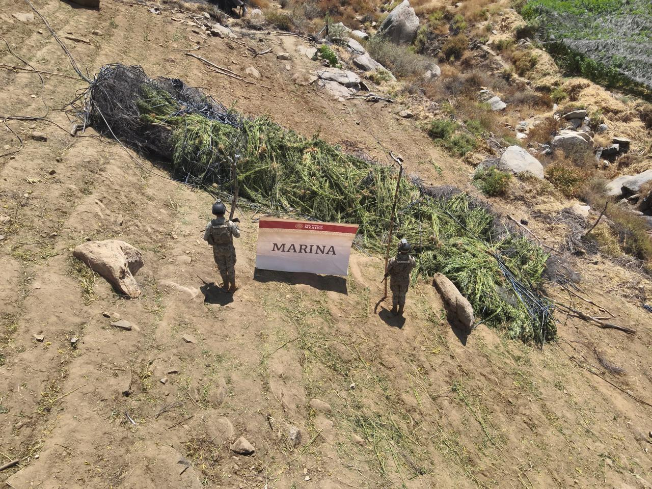 Aseguramiento de presunta marihuana de la Marina en Baja California