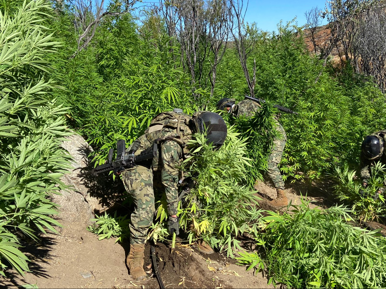 Marina afianza la presunta marihuana en la sierra norte de Baja California