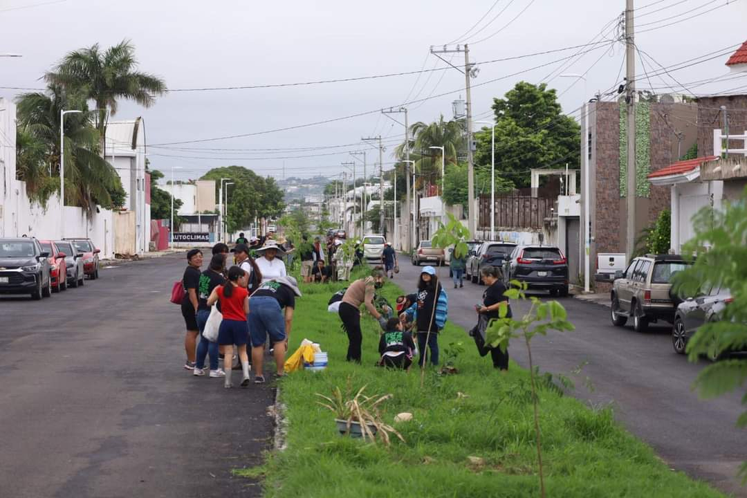 El Proyecto Tren Ligero en Campeche afectará la vegetación plantada en la Avenida Colosio.