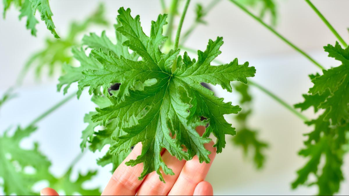 La citronela es una hierba aromática que se usa a menudo como un repelente natural de insectos.