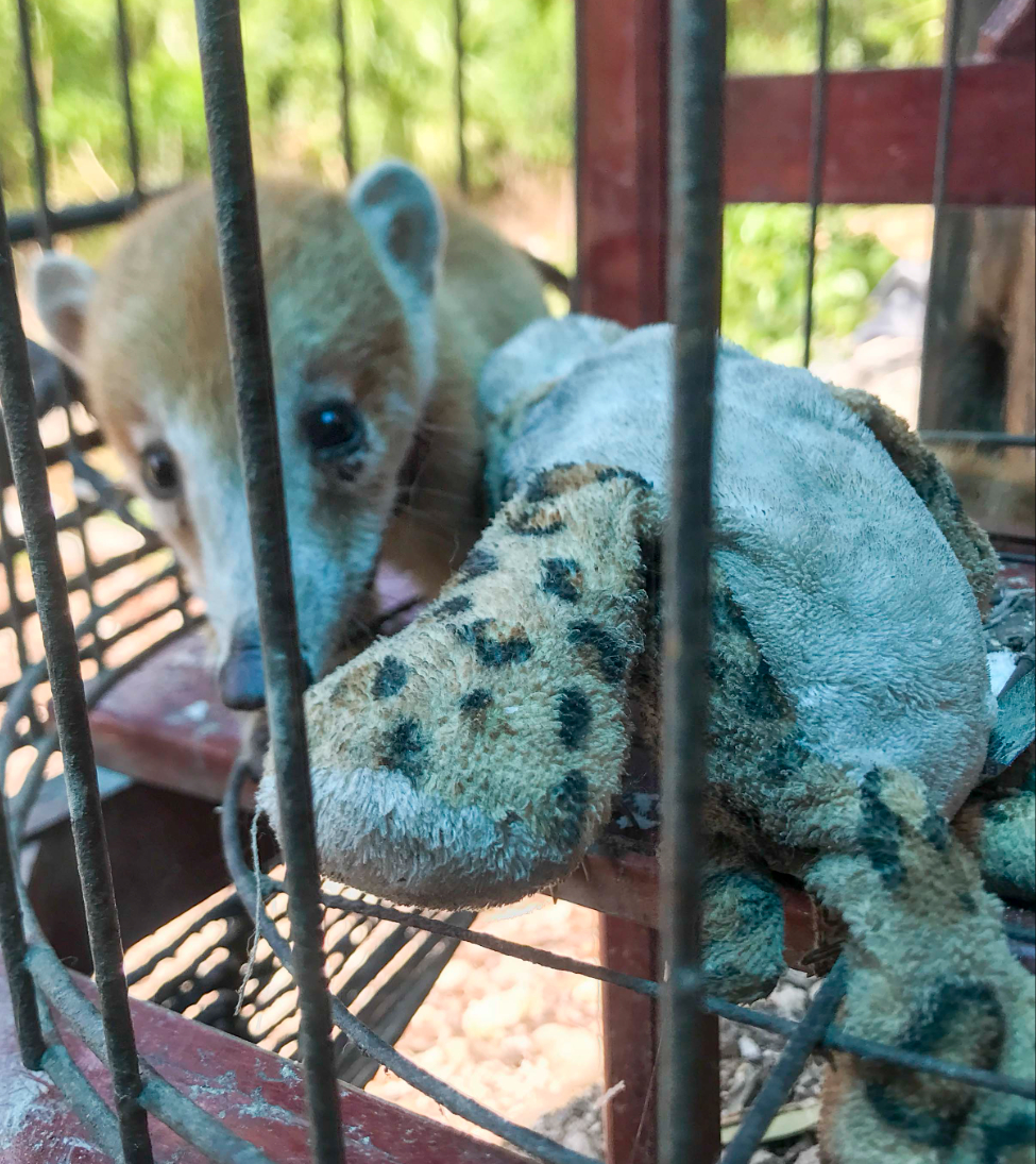 La fauna silvestre es competencia de las autoridades federales