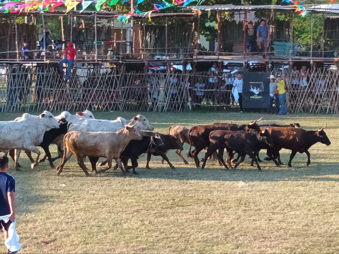 Las corridas de toros y peleas de gallos están prohibidas en Q. Roo