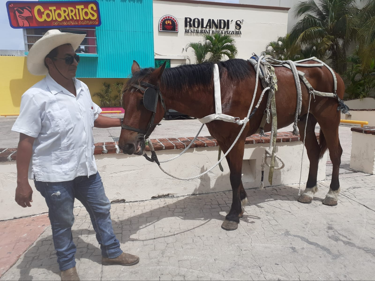 Las penas al cometer maltrato animal van de los 4 a 6 años de prisión y multas económicas.