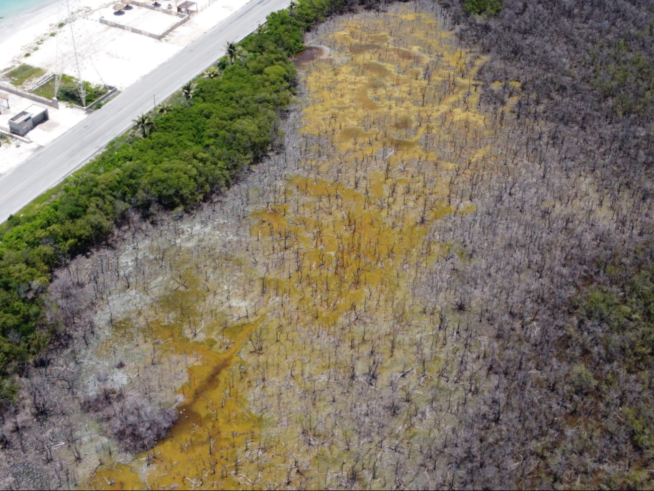 Ciudad del Carmen ha perdido el 70% de sus manglares debido a la contaminación por basura y aguas residuales.