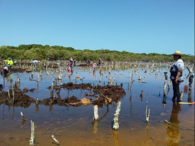 Destruyen manglares en la costa de Yucatán para construir la ‘nueva Riviera de México’