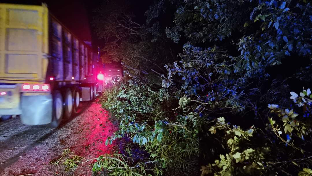 Seis árboles de jabín cayeron debido al fuerte viento, obstruyendo la vía y poniendo en peligro a los conductores.