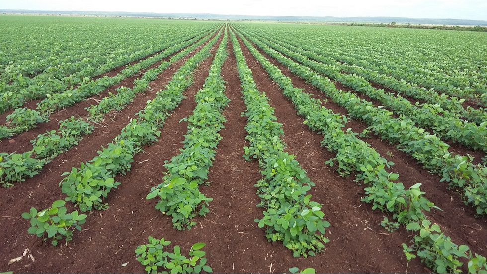 Productores de soya esperan buena cosecha en la temporada 2024 