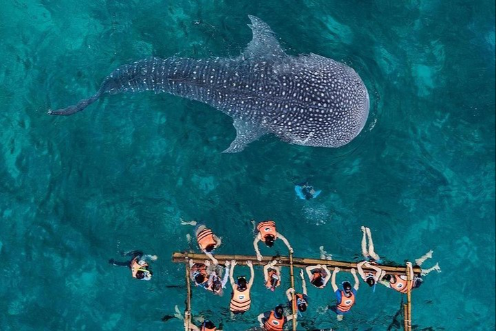 El turismo atraído por el tiburón ballena se regulará