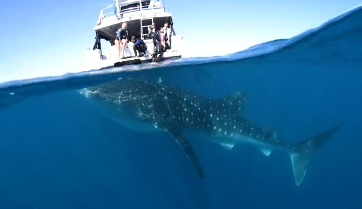 La pesca ilegal y la contaminación afectan al tiburón ballena