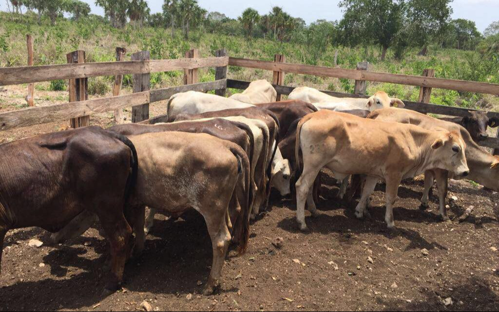 La producción de bovinos es el principal causante en la región Oriente.