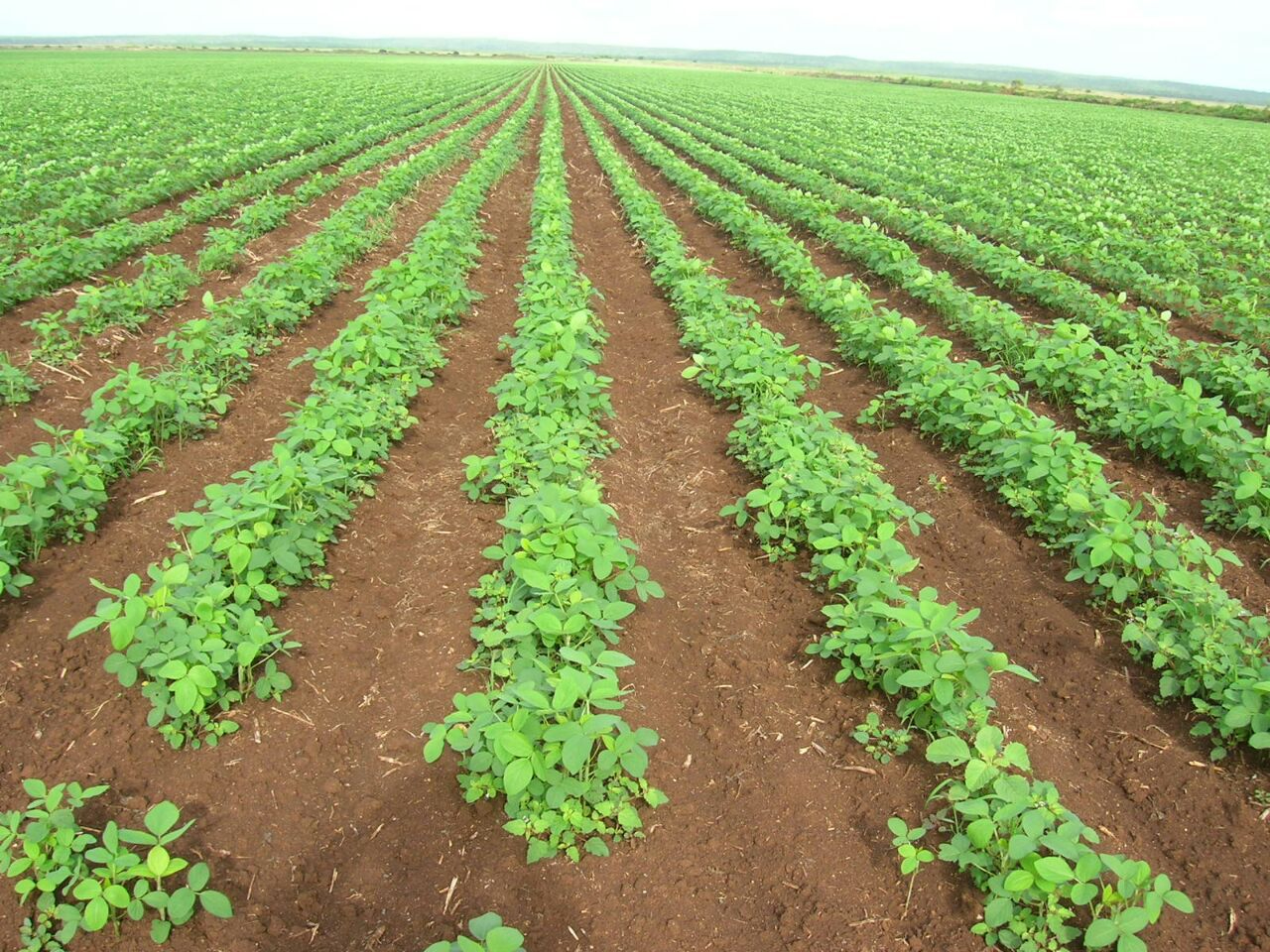 Las lluvias fueron punto clave para el cultivo de soya