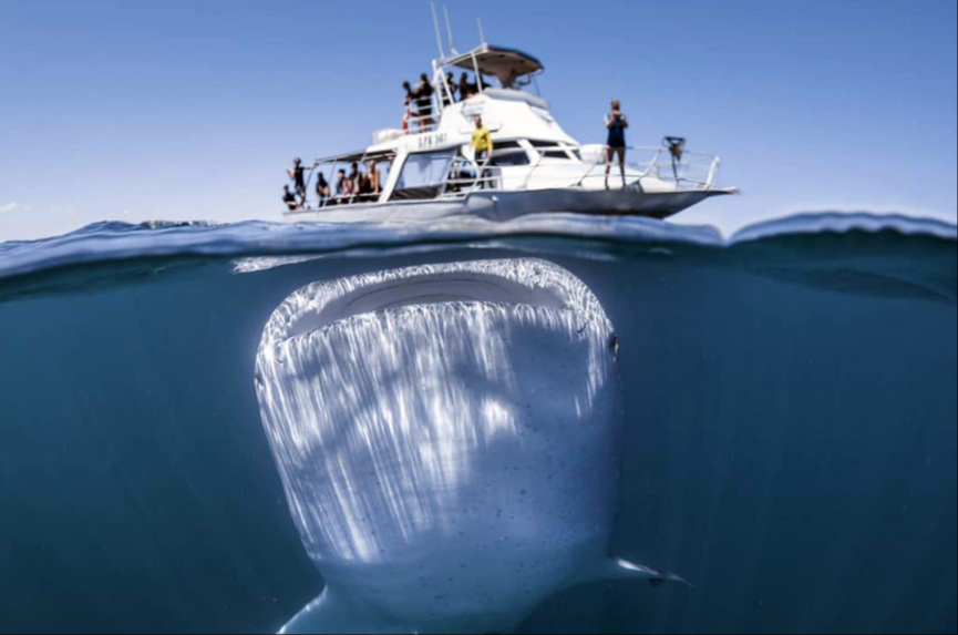 Tiburón ballena  es afectado por la sobrexplotación turística en Quintana Roo 