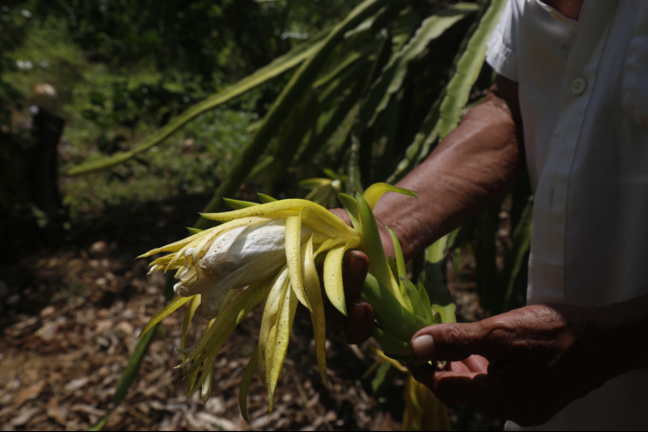 Granjas de Kekén ocasiona muerte de abejas y contaminación de cenotes en Yucatán  