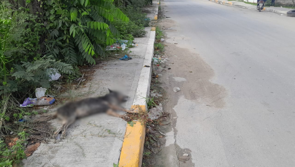 Hallaron restos de comida de pollo y tenía pedazos de pastillas