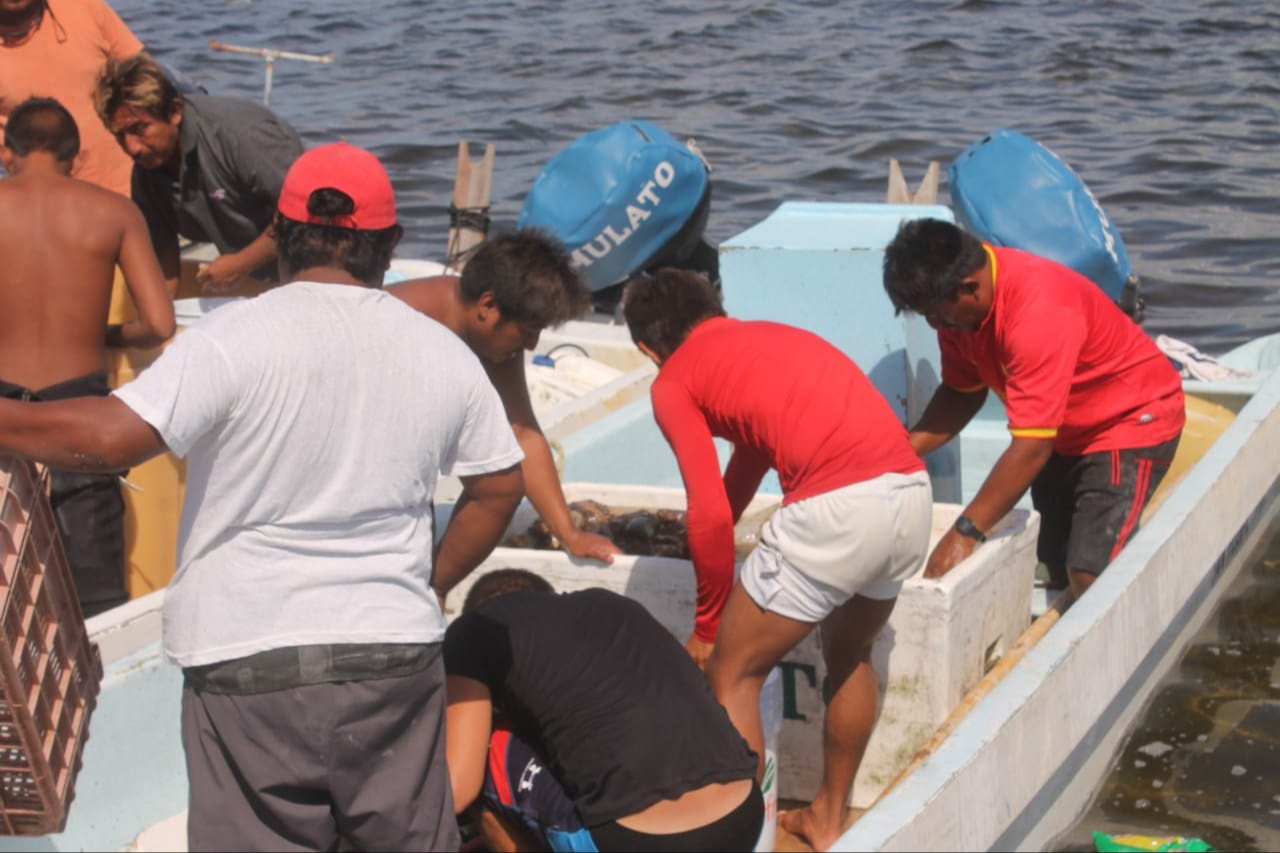 Inician proyecto en el Litoral Oriente de Yucatán para evitar la extinción del pepino de mar