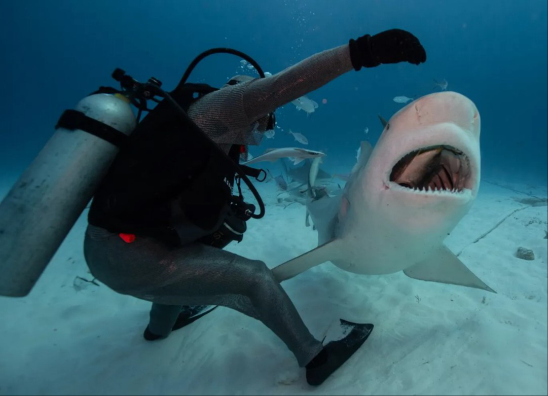 El avistamiento de tiburones es un atractivo de Isla Mujeres